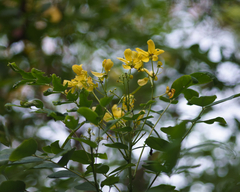 Senna surattensis