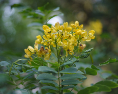 Senna surattensis