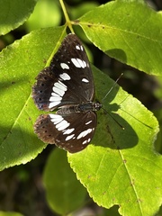 Limenitis reducta