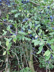 Prunus spinosa