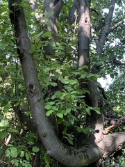 Scandosorbus intermedia