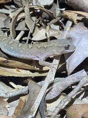 Diplodactylus vittatus