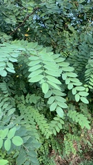 Robinia pseudoacacia