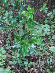Ilex aquifolium