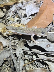 Diplodactylus vittatus