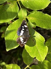 Limenitis reducta