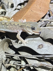 Diplodactylus vittatus