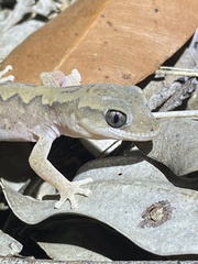 Diplodactylus vittatus