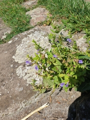 Scutellaria galericulata