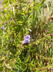 Scutellaria galericulata