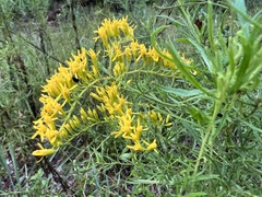 Solidago