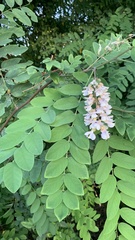 Robinia pseudoacacia