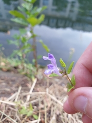 Scutellaria galericulata
