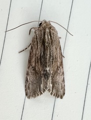 Spodoptera eridania