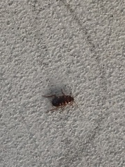 Periplaneta australasiae