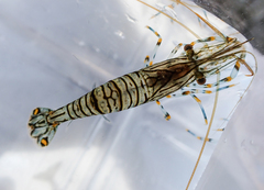 Palaemon pacificus