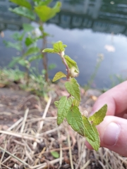 Scutellaria galericulata