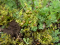 Drosera hookeri