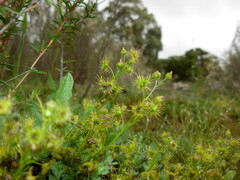 Drosera hookeri
