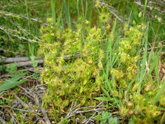 Drosera hookeri