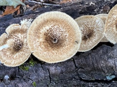 Lentinus