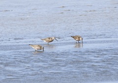 Calidris ferruginea