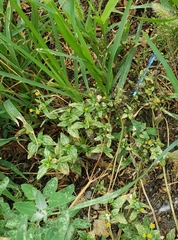 Galinsoga quadriradiata