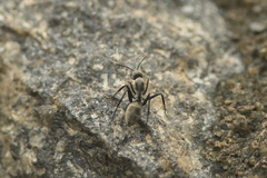 Camponotus parius