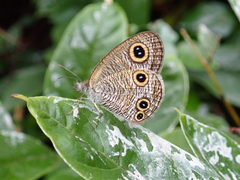 Ypthima multistriata