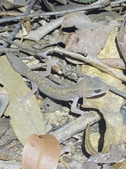 Diplodactylus vittatus