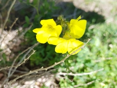 Oxalis pes-caprae