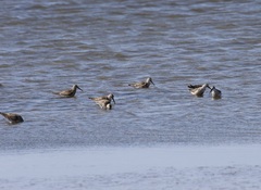 Calidris ferruginea