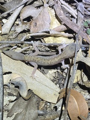 Diplodactylus vittatus