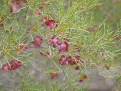 Dodonaea stenozyga