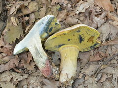 Caloboletus radicans