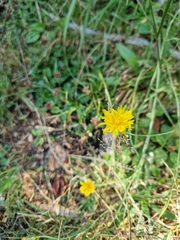 Scorzoneroides autumnalis