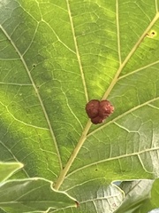 Andricus nigricens