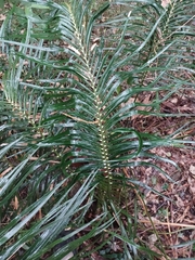 Macrozamia