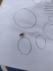Salticus scenicus