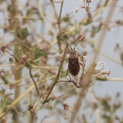 Stictopleurus punctatonervosus