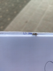 Salticus scenicus