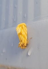 Cirrhophanus triangulifer