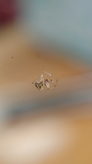Araneomorphae