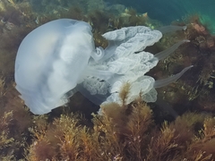 Rhizostoma pulmo