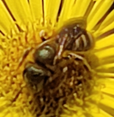 Halictus scabiosae