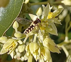 Allograpta