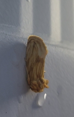 Cirrhophanus triangulifer