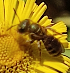Halictus scabiosae