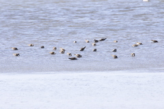 Calidris ferruginea