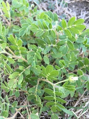 Kallstroemia